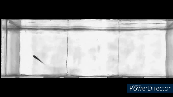 Un-tracked fish movement