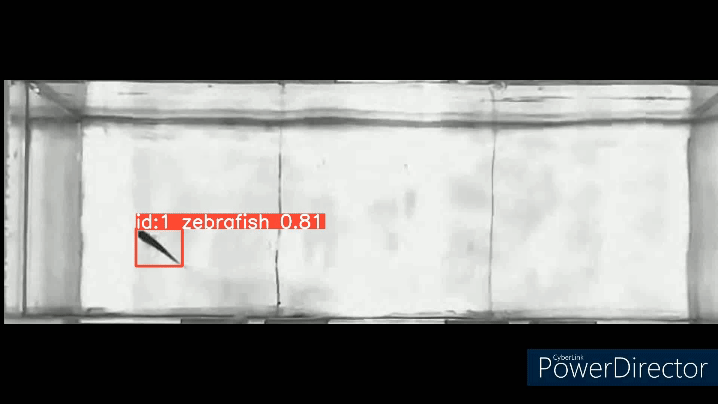 Tracked fish movement