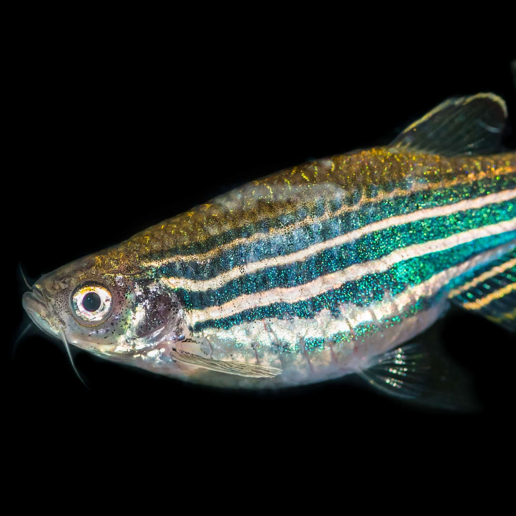 Animal Tracking project image